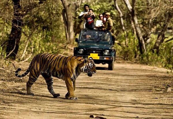 jungle-safari