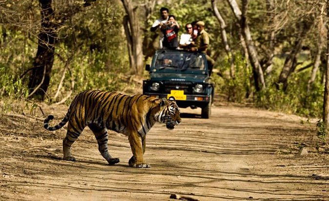 jungle safari